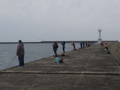 新潟 東港 釣り